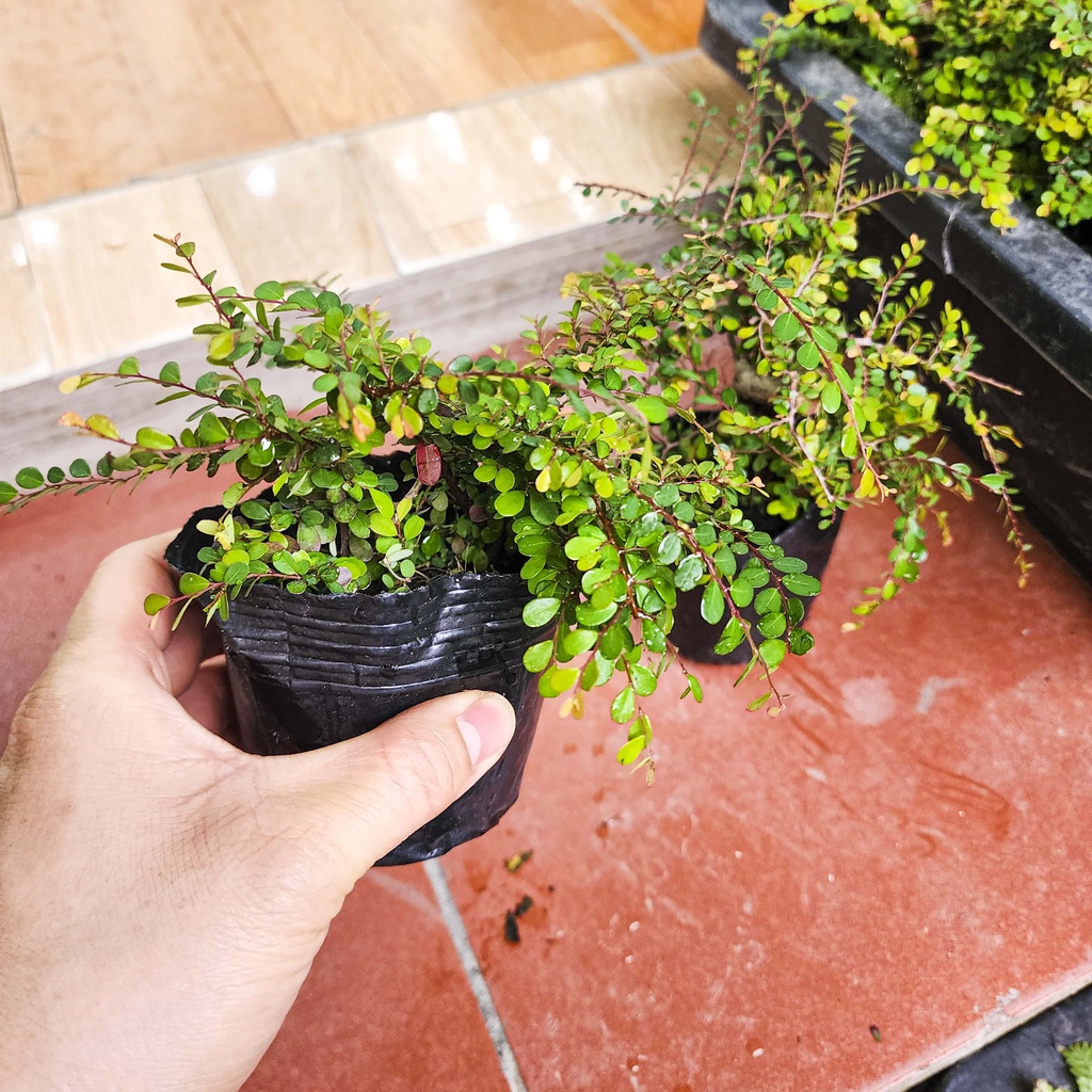 Cây sơn liễu mini