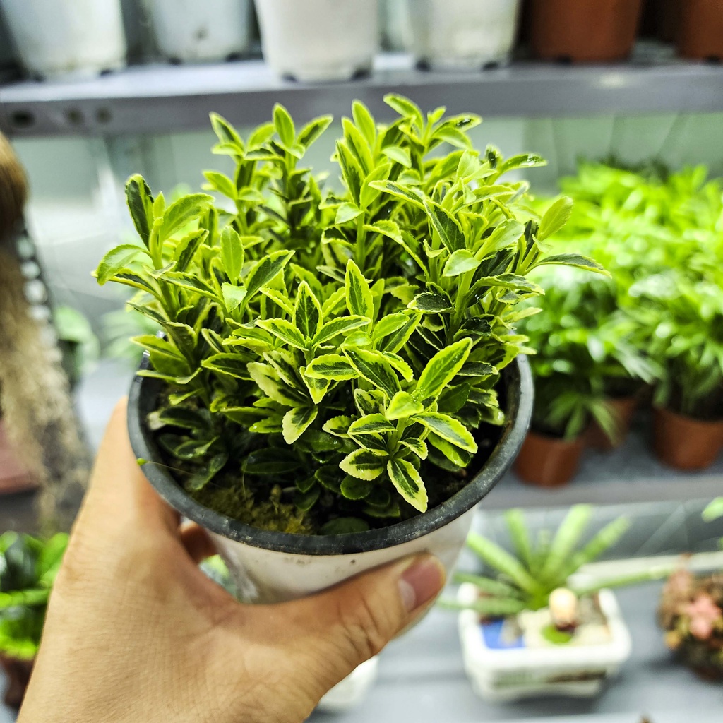 Cây bạch dương mini - cây cảnh đẹp, dễ trồng