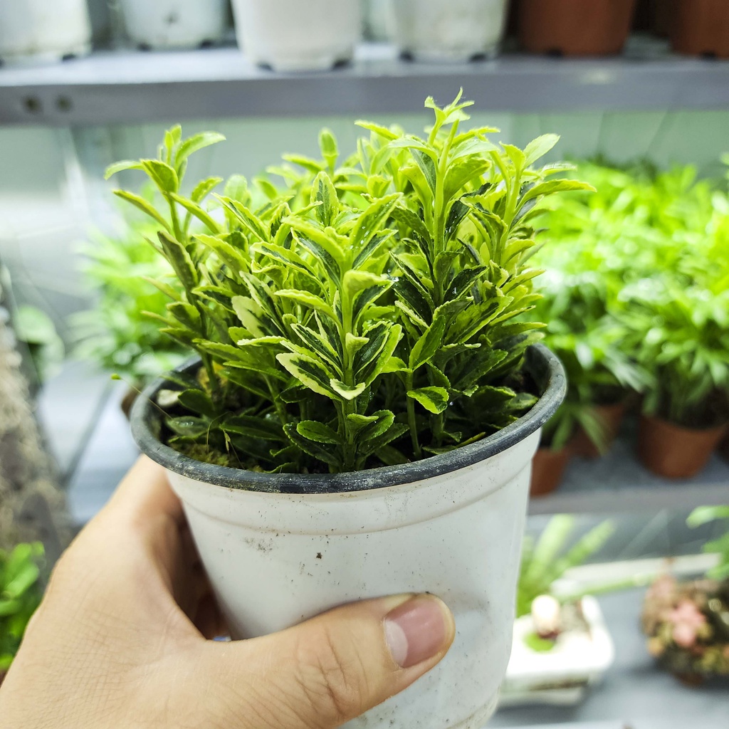 Cây bạch dương mini - cây cảnh đẹp, dễ trồng
