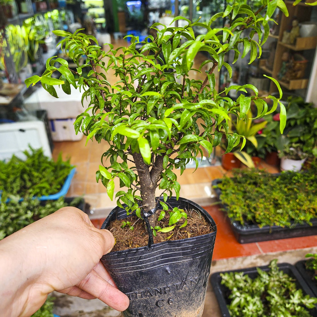 Cây mai chiếu thủy