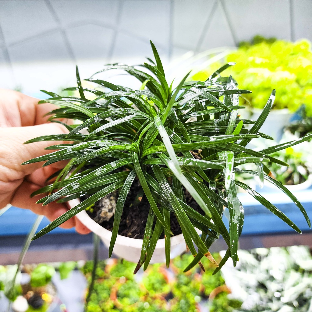 Cỏ gấu mỹ, hổ tu