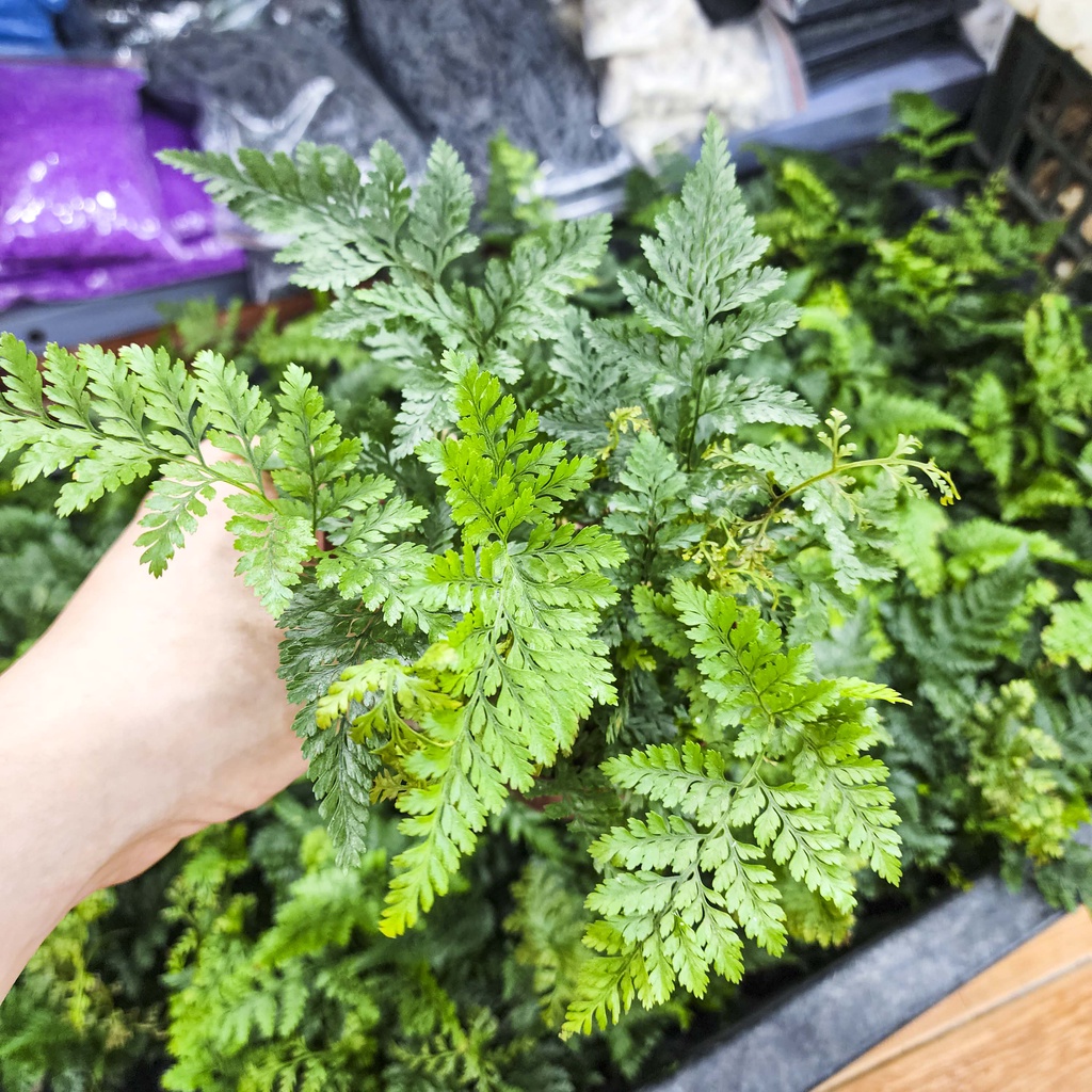 Cây dương xỉ chân thỏ
