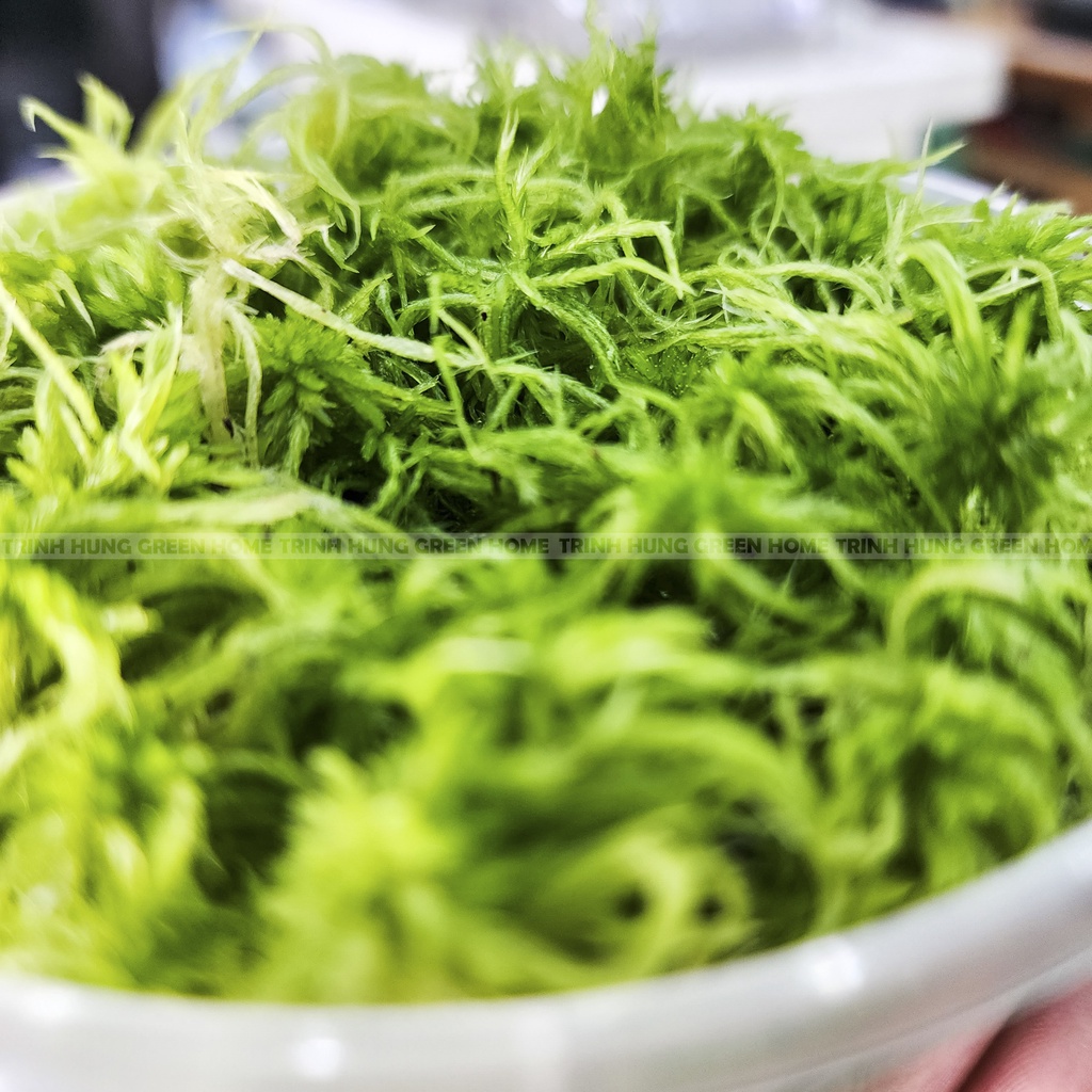 Dớn tươi (Sphagnum lescurii) hộp 600ml