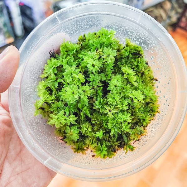 Rêu Hồng Đài size trung - Queen moss - loài rêu đẹp phối tiểu cảnh bán cạn, terrarium, bonsai