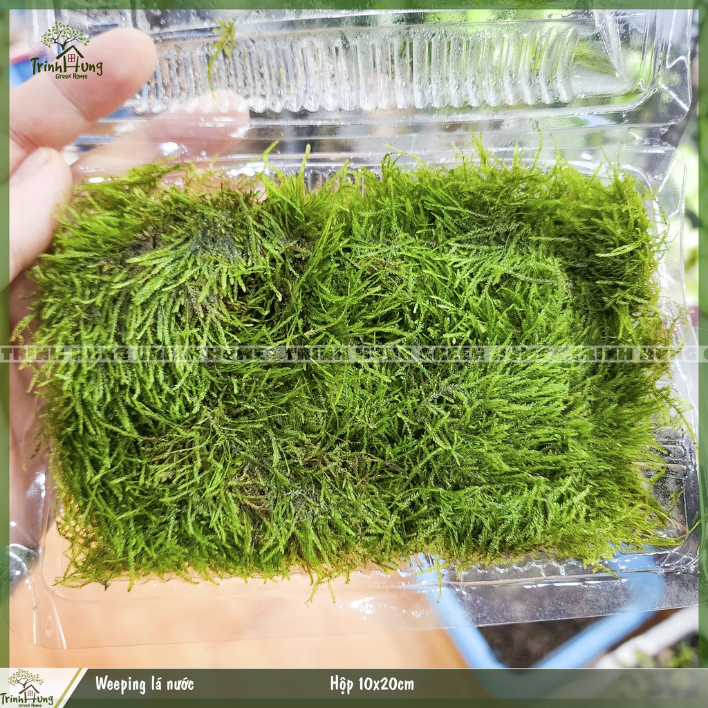 Weeping lá nước - Rêu trồng thủy sinh, bán cạn, terrarium