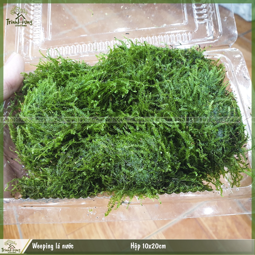 Weeping lá nước - Rêu trồng thủy sinh, bán cạn, terrarium