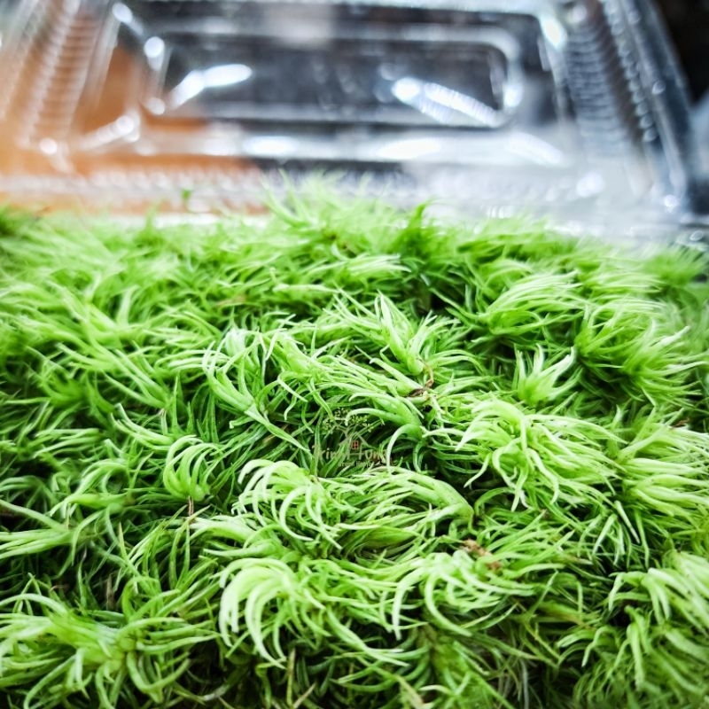 Rêu cỏ mây (đuôi chồn)