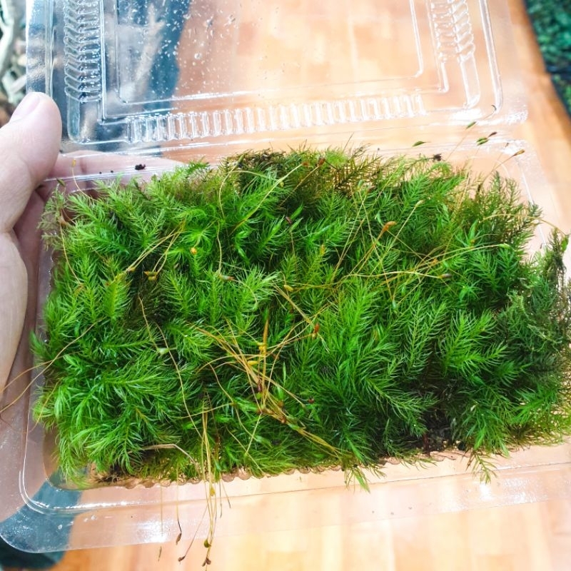 Rêu spiny (đuôi sóc)