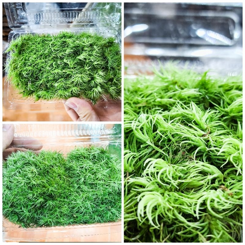 Rêu cỏ mây (đuôi chồn)