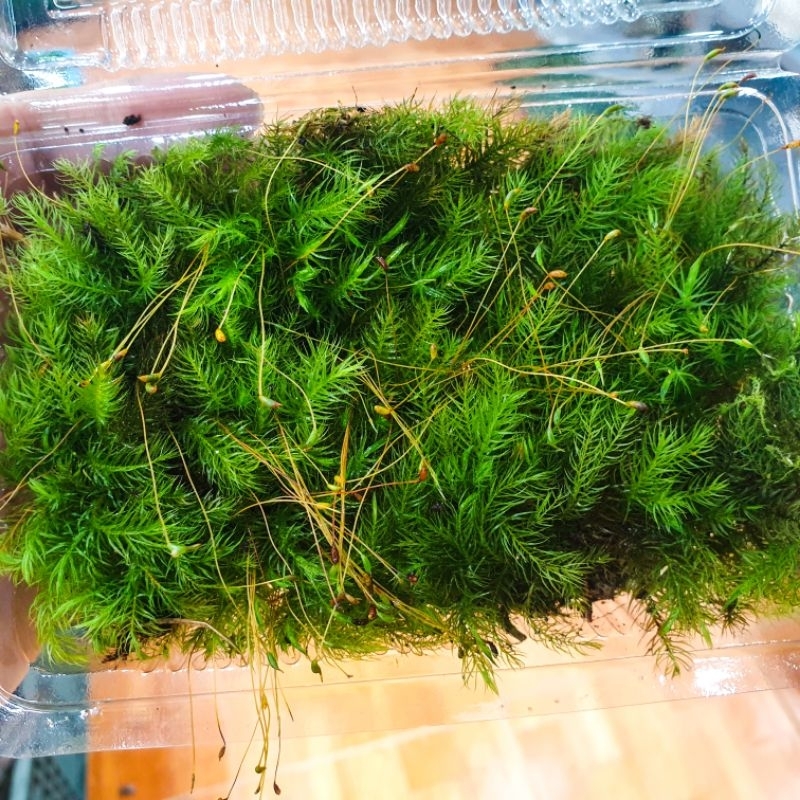 Rêu spiny (đuôi sóc)