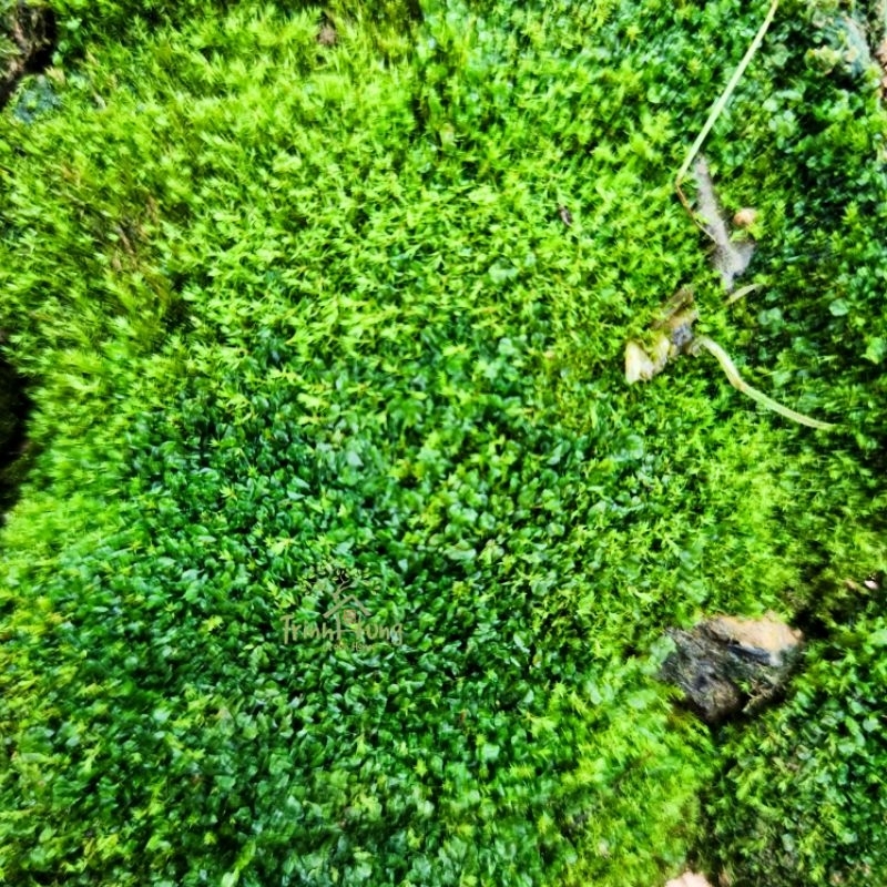 Rêu Nhung xanh mượt