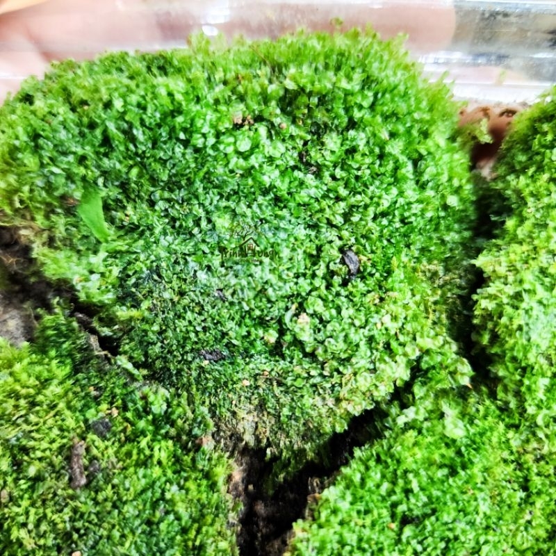 Rêu Nhung xanh mượt