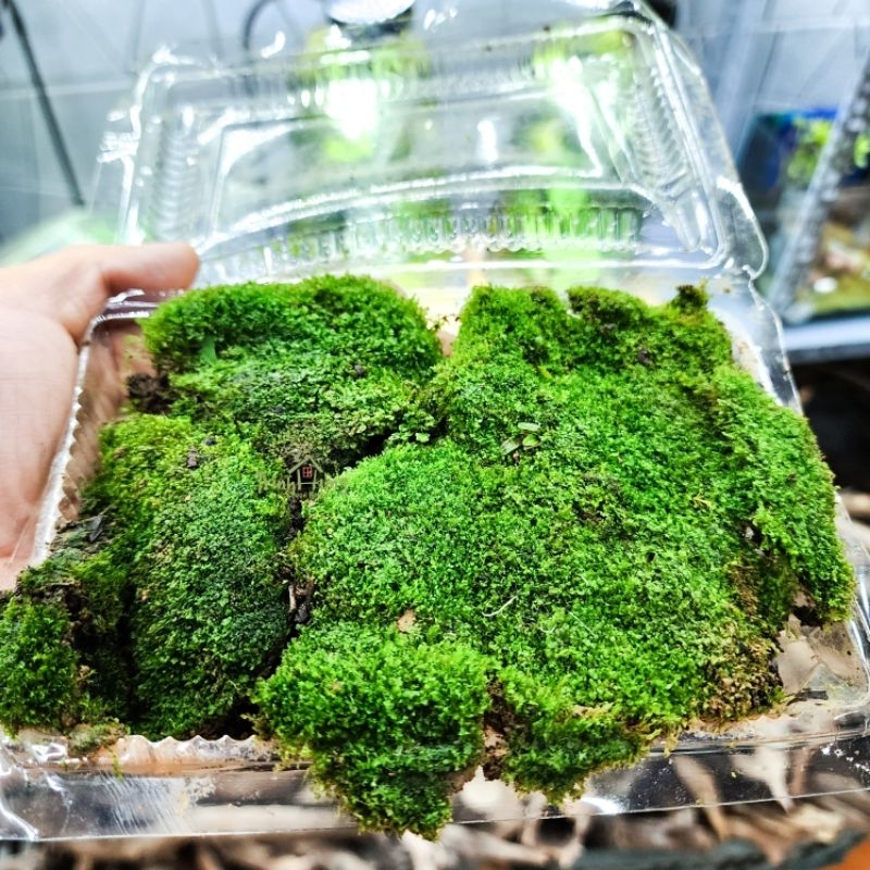 Rêu Nhung xanh mượt