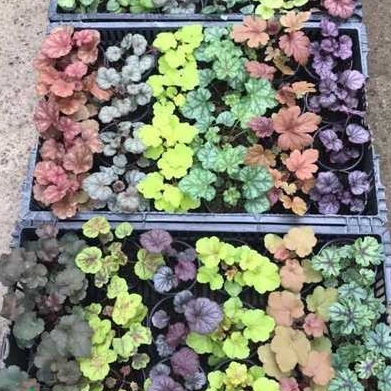 Cây chuông san hô (Heuchera) - cây trồng dễ phát triển, nhiều màu sắc