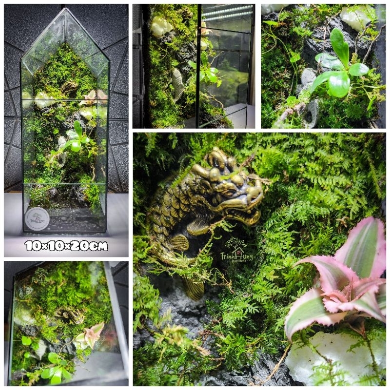 Bể terrarium hình ngôi nhà