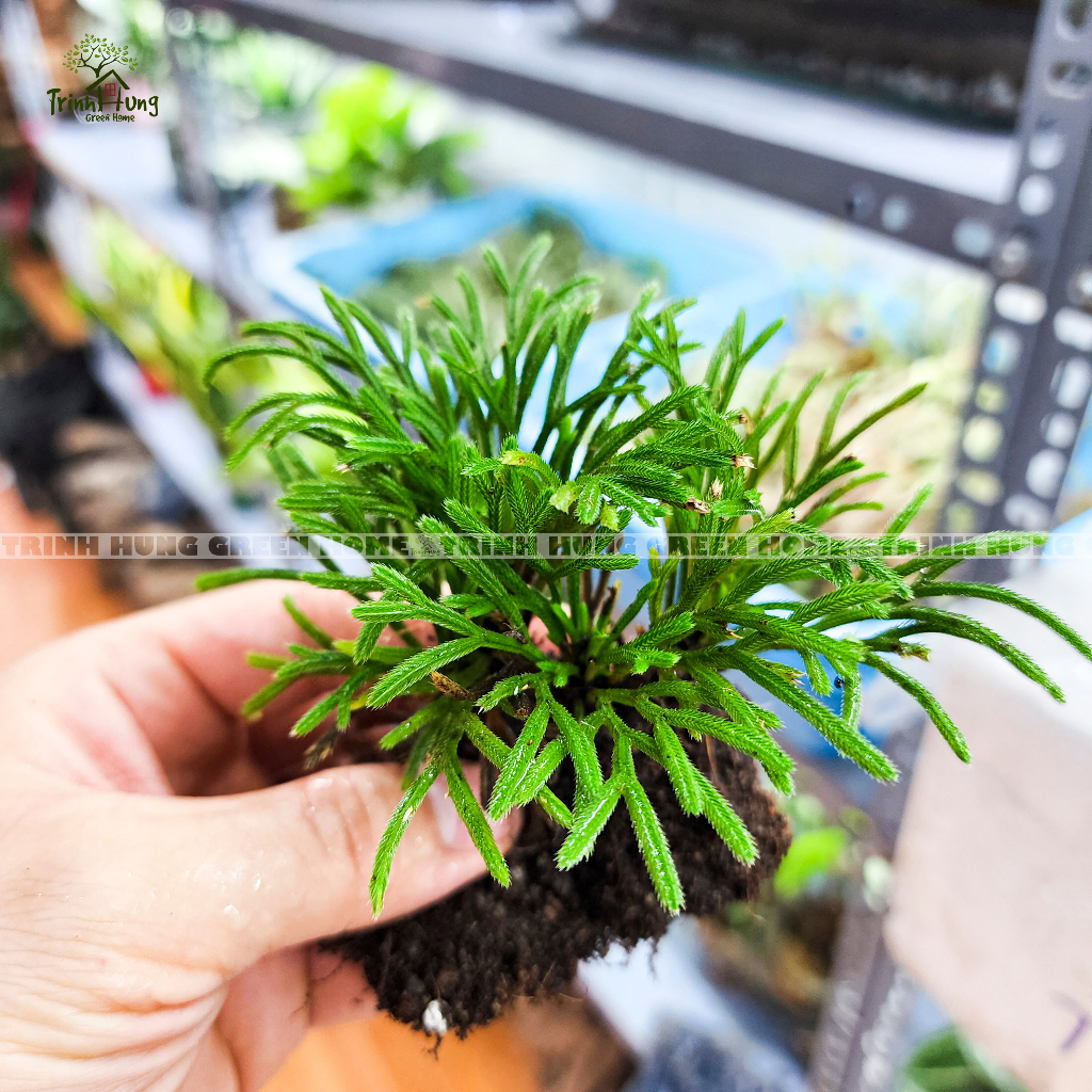 Cây trường sinh thảo