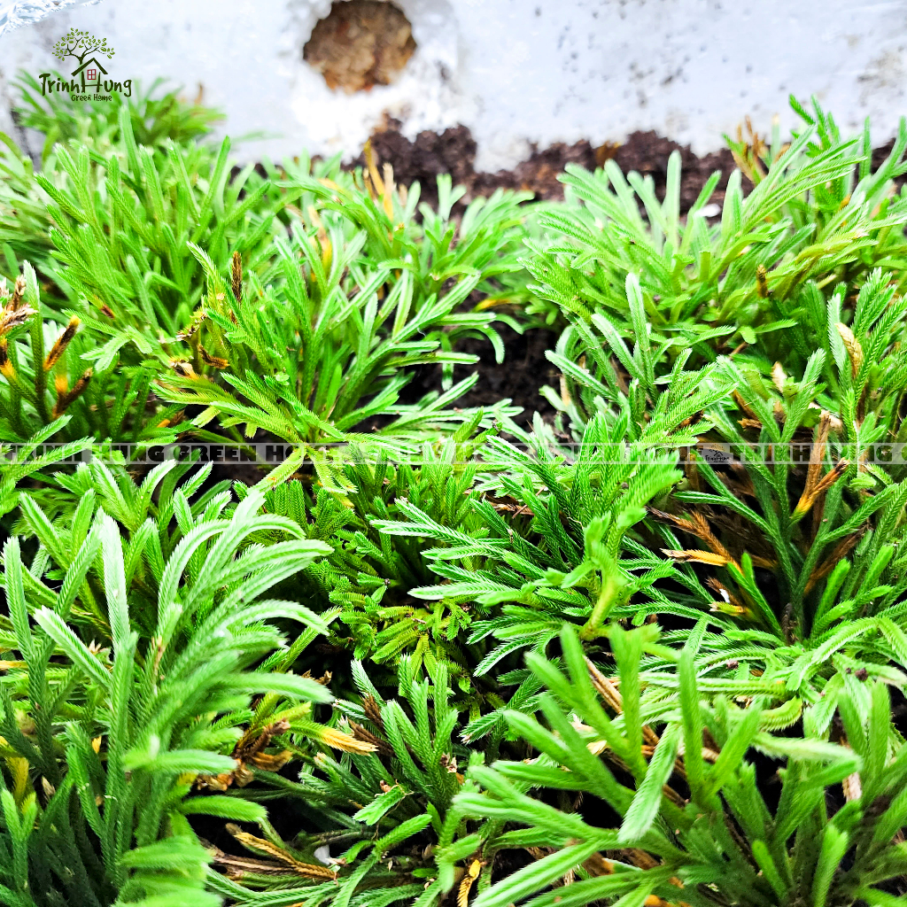 Cây trường sinh thảo