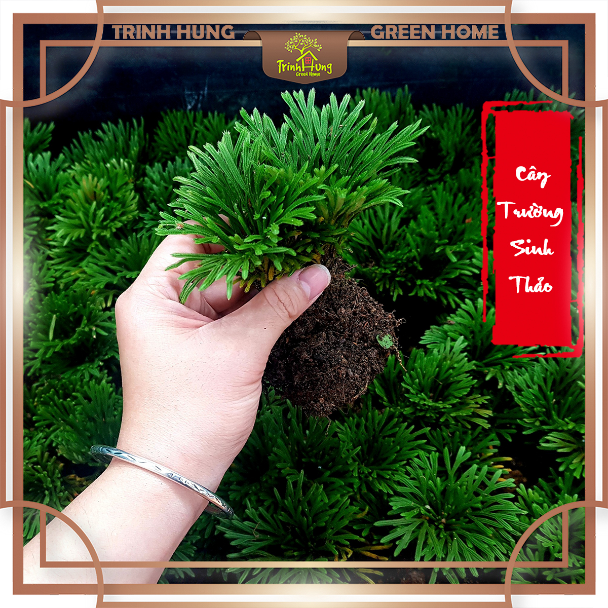 Cây trường sinh thảo