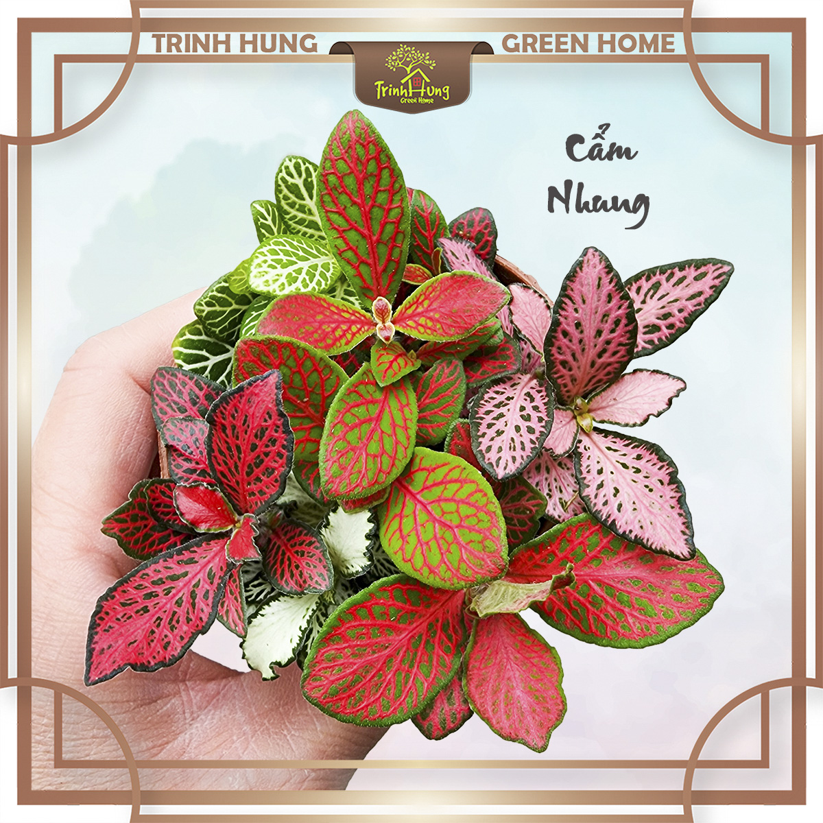 Nguyên liệu setup