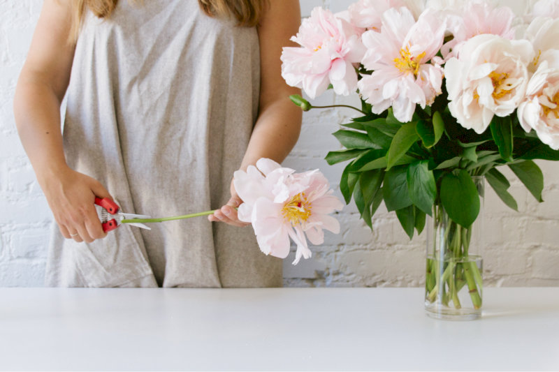 Nếu hoa héo nhẹ, Quý gia chủ có thể ngâm trong xô nước sạch