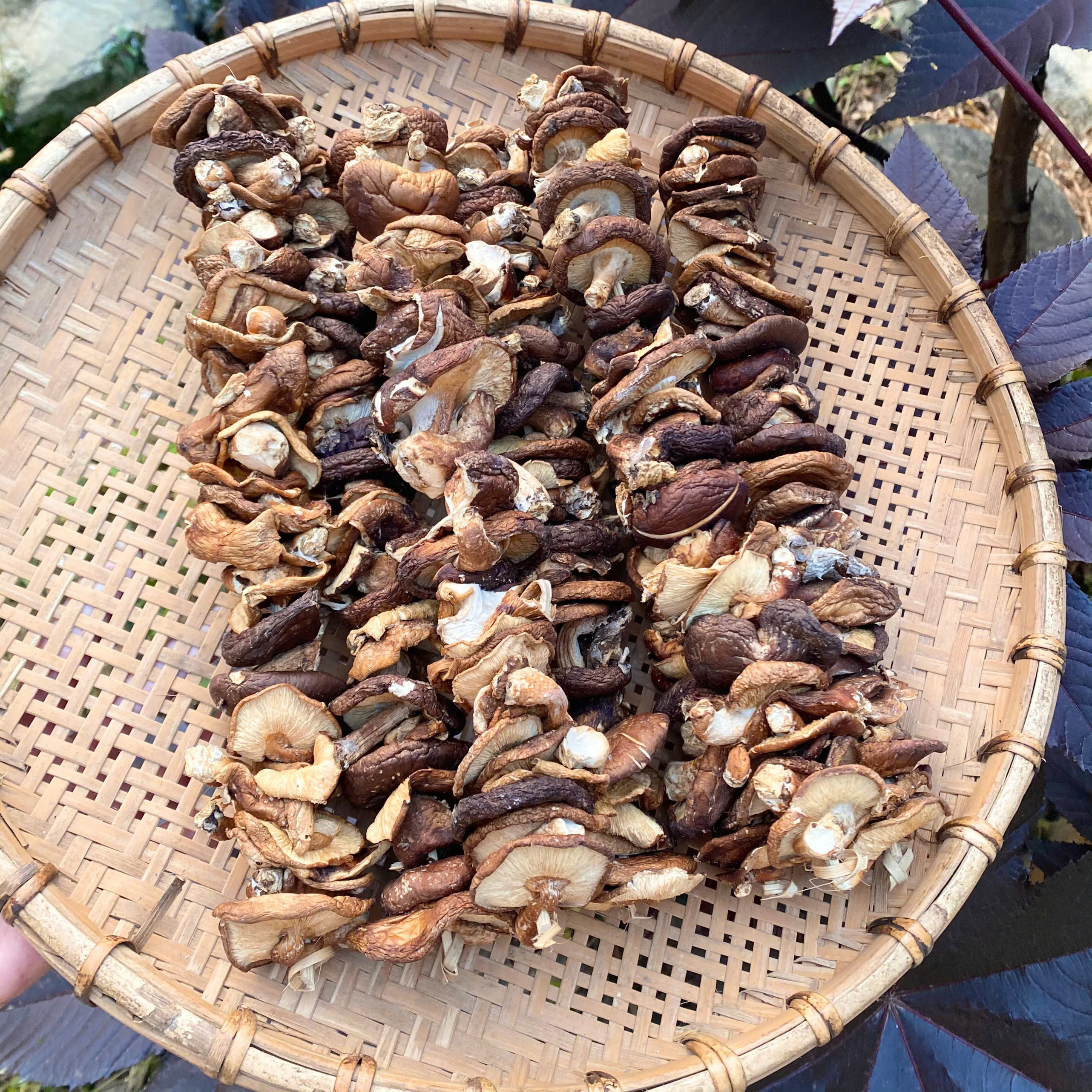 Nấm hương khô (01 xâu)