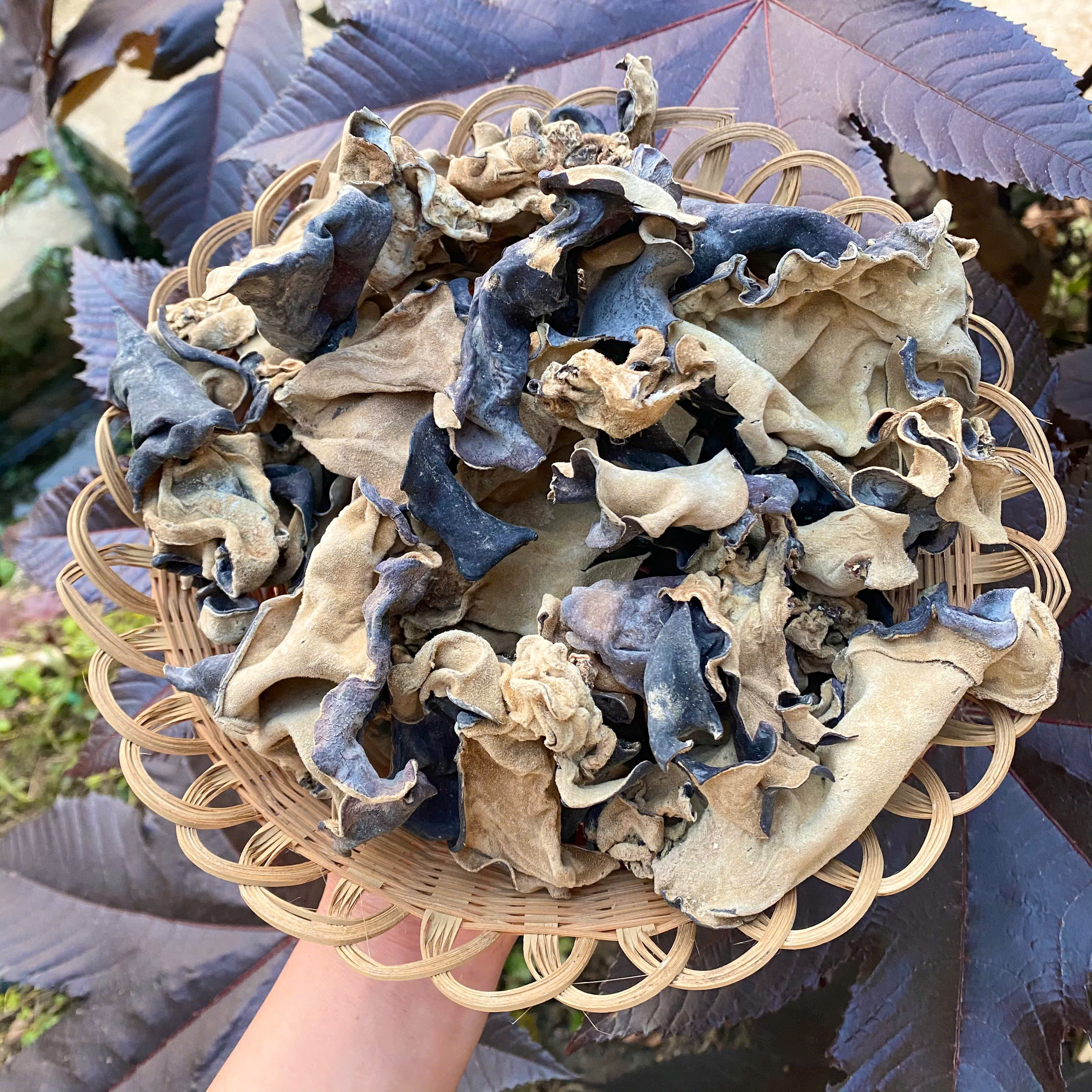 Mộc nhĩ (100g)
