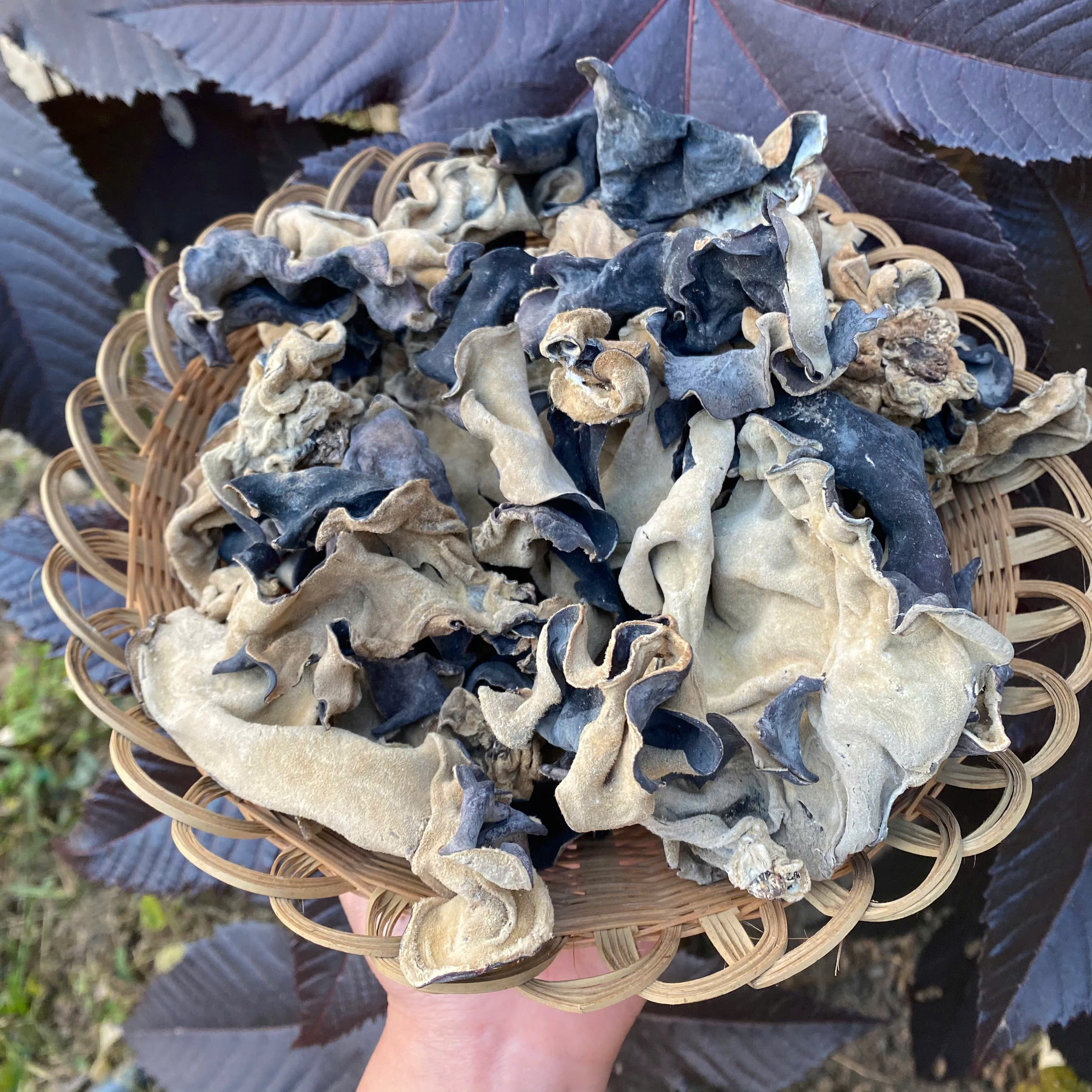 Mộc nhĩ (100g)