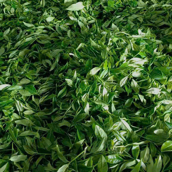Chè ô long Phia Đén (500g)
