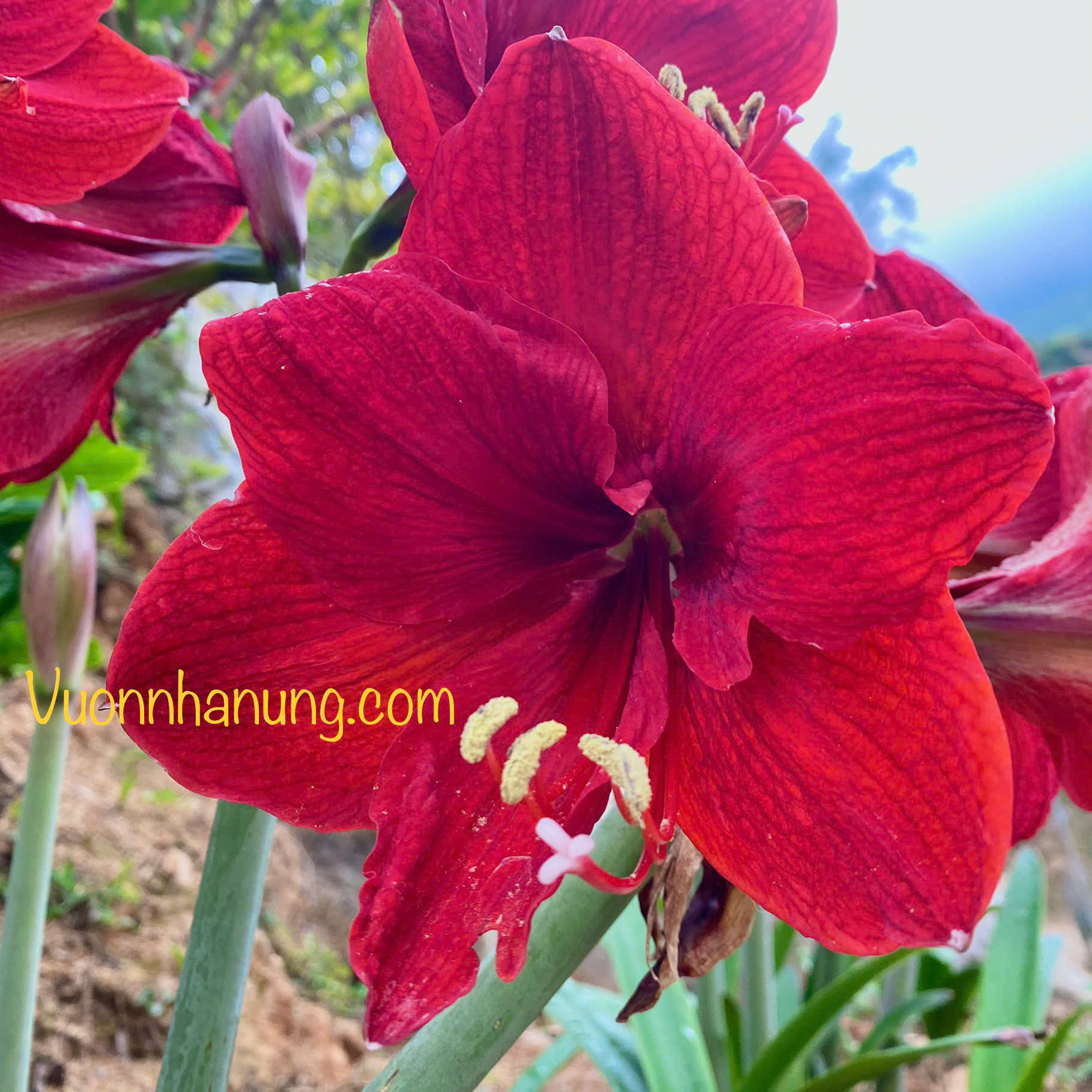 Hoa lan huệ (mix ngẫu nhiên củ các loại)