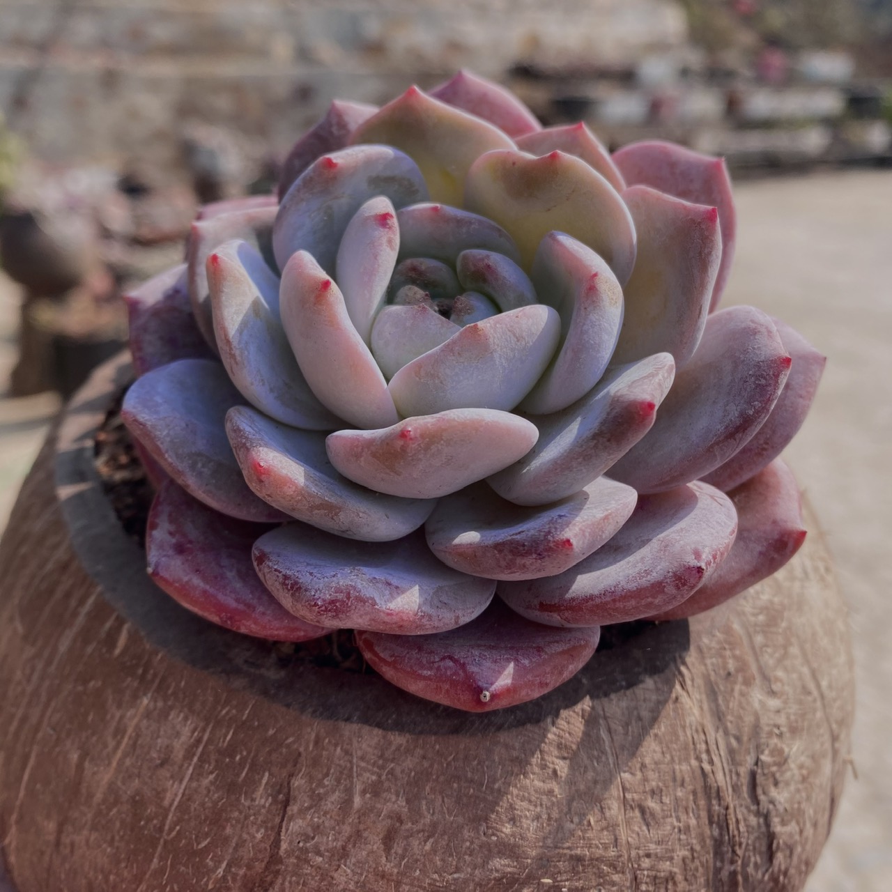 Sen đá, hoa, cây cảnh