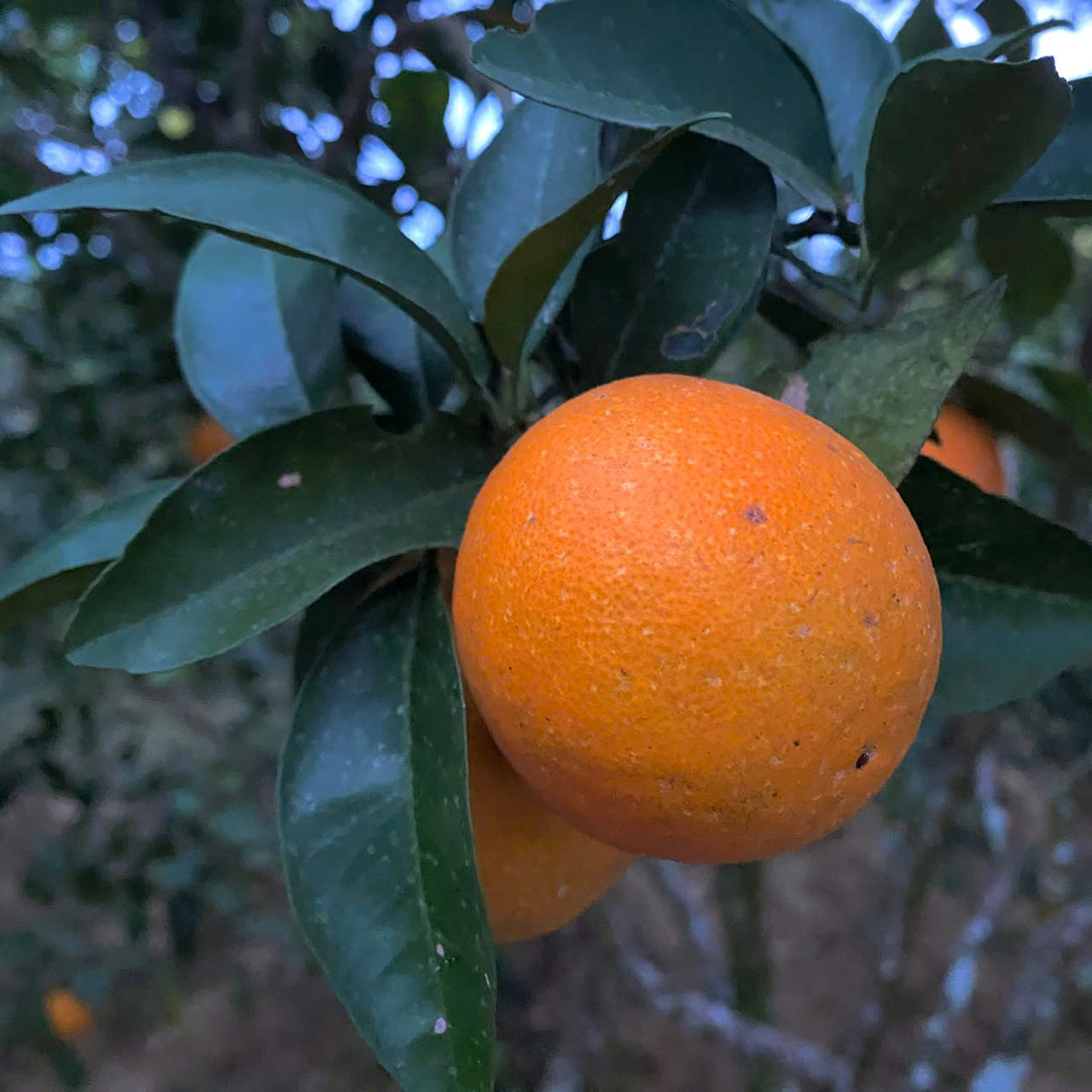 Trái cây Vườn nhà