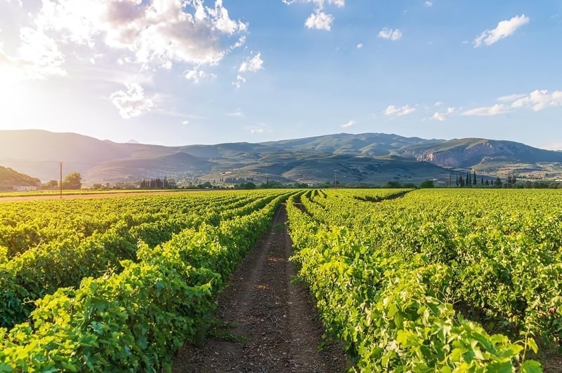 Vùng nguyên liệu và nơi sản xuất