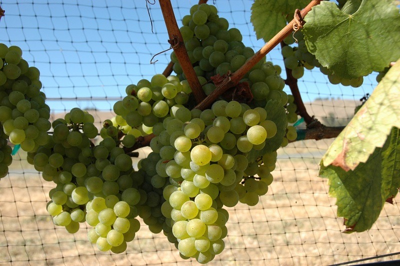 Nho Chardonnay