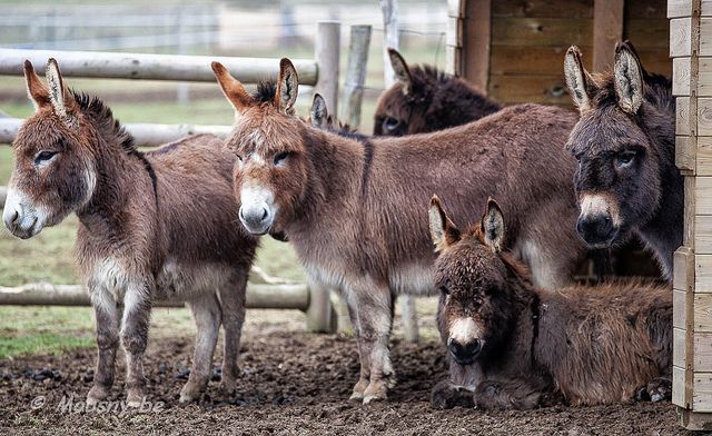 TOUR HÁI TRÁI CÂY – REDWOOD FOREST – NÔNG TRẠI LỪA IRON BROOK