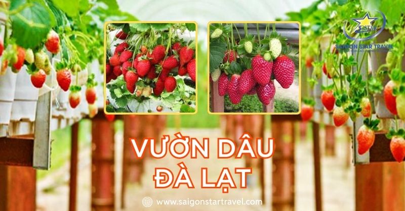 Vườn Dâu Đà Lạt – Thiên Đường Trái Ngọt Xứ Sương Mù