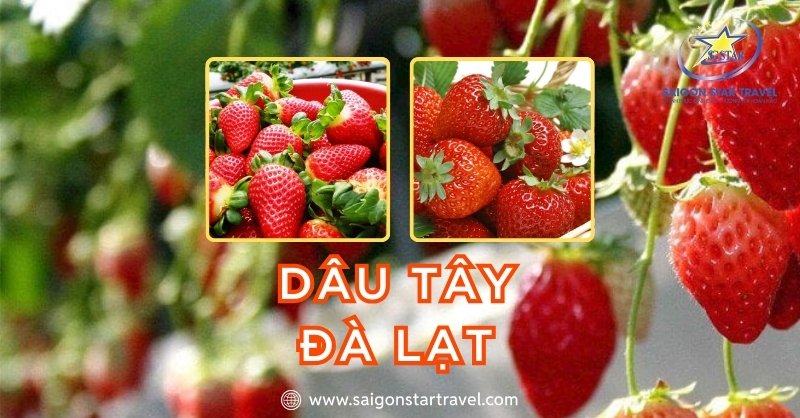 Hướng Dẫn Mua Dâu Tây Đà Lạt Với Hương Vị Tuyệt Vời