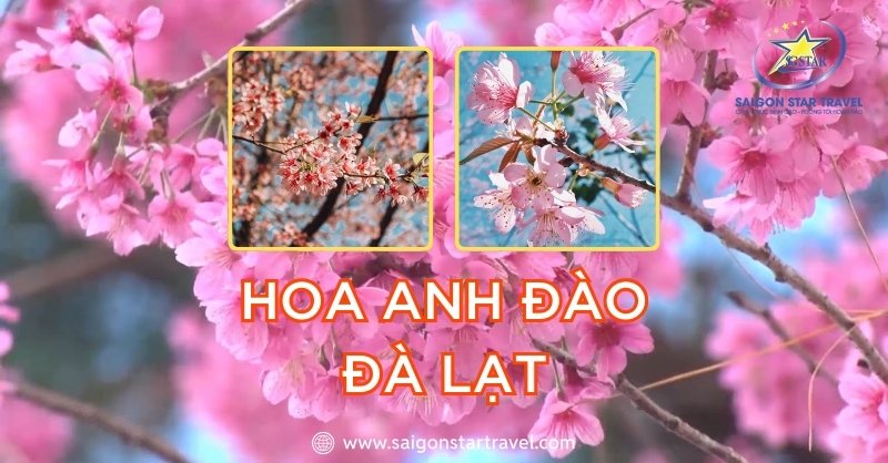 Vi Vu Du Lịch Ngắm Mùa Hoa Anh Đào Đà Lạt Tuyệt Đẹp