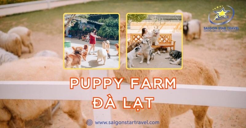 Puppy Farm Đà Lạt – Thiên Đường Của Những Chú Chó