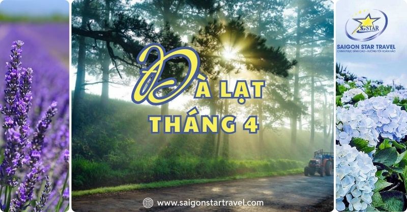 Đà Lạt Tháng 4 – Chiêm Ngưỡng Vẻ Đẹp Các Loài Hoa Sắc Tím