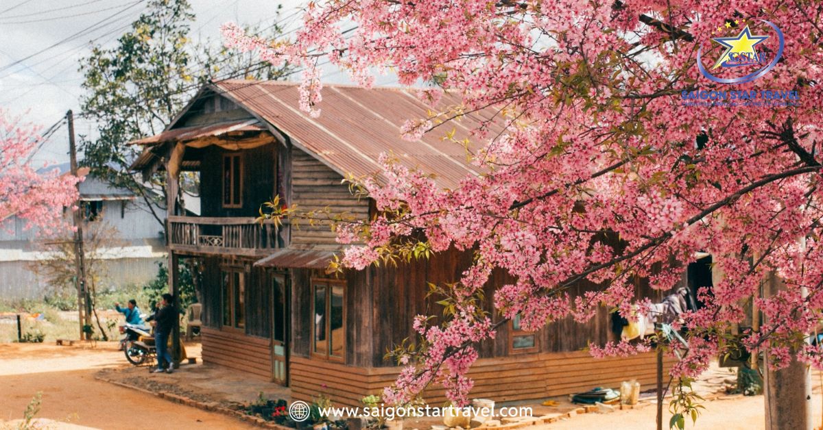 Dự Báo Mùa Hoa Mai Anh Đào Đà Lạt 2026 & Cung Đường Sống Ảo