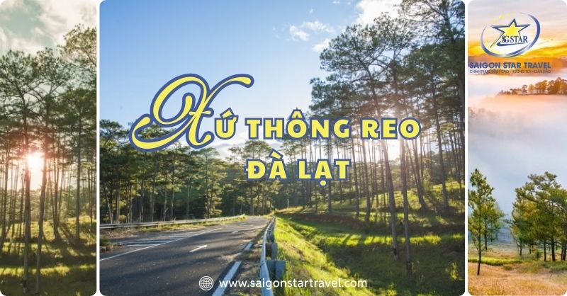 Vẻ Đẹp Ma Mị Của Xứ Thông Reo Đà Lạt – Điểm Sống Ảo Đỉnh