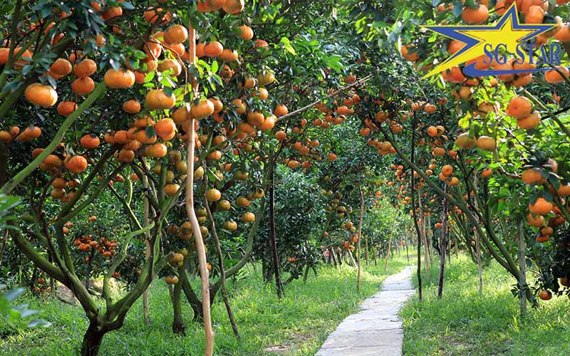 Khám phá những tour du lịch miệt vườn miền Tây hấp dẫn nhất
