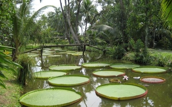 Những khu du lịch Cần Thơ hấp dẫn nhất định phải đến một lần trong đời