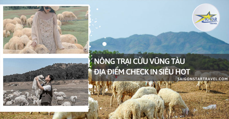 Nông Trại Cừu Vũng Tàu – Địa Điểm Check in Siêu Hot