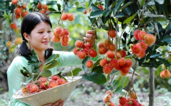 Thăm quan khu vườn trái cây Củ Chi