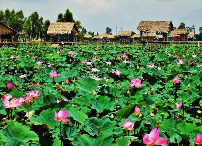 Trải Nghiệm tour Đồng Tháp trong vòng 1 ngày có gì hấp dẫn