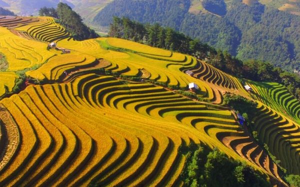 Tour Mù Cang Chải 3 ngày 2 đêm xuất phát từ TPHCM