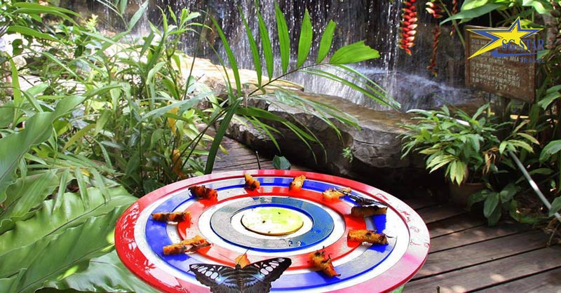 Vườn bướm Thái Lan Butterfly Garden – Địa Điểm Du Lịch Không Thể Bỏ Qua