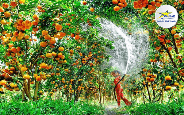 Vườn quýt Lai Vung địa điểm du lịch thú vị tại Đồng Tháp