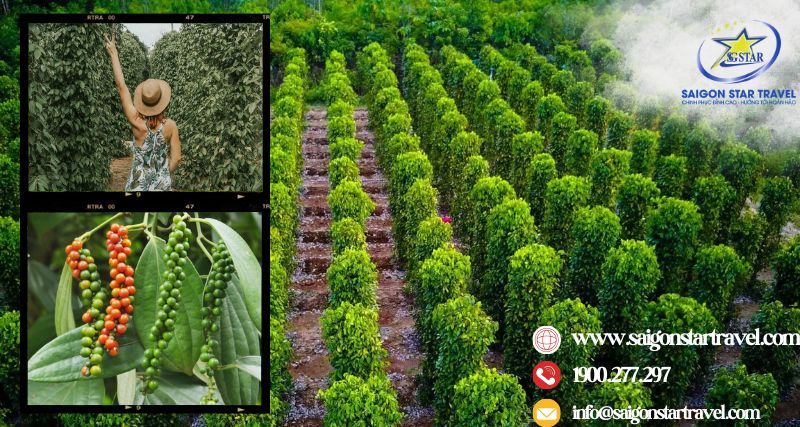Tour Phú Quốc tháng 7 và những địa điểm nên trải nghiệm